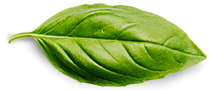 basil leaf arogya bharat